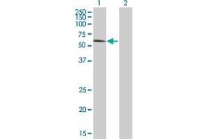 Western Blot analysis of CAMK2G expression in transfected 293T cell line by CAMK2G MaxPab polyclonal antibody. (CAMKII gamma Antikörper  (AA 1-527))