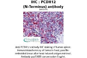 Image no. 1 for anti-Protocadherin 12 (PCDH12) (N-Term) antibody (ABIN1737889) (PCDH12 Antikörper  (N-Term))