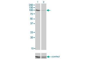Western blot analysis of PCDHAC2 over-expressed 293 cell line, cotransfected with PCDHAC2 Validated Chimera RNAi (Lane 2) or non-transfected control (Lane 1).