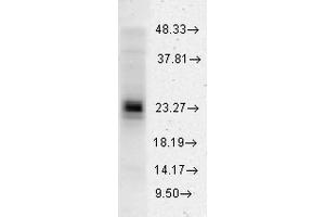 Western blot analysis of Human HeLa cell lysates showing detection of HSP27 protein using Rabbit Anti-HSP27 Polyclonal Antibody . (HSP27 Antikörper  (Atto 594))