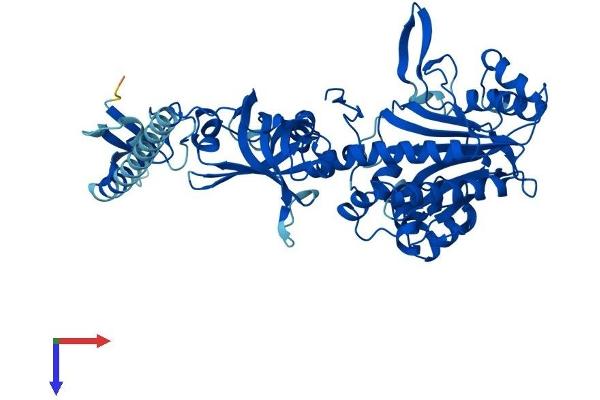 NARS Protein (AA 1-548) (His tag)
