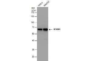 WB Image HEXIM1 antibody detects HEXIM1 protein by western blot analysis. (HEXIM1 Antikörper  (Center))