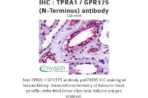 Image no. 1 for anti-Transmembrane Protein, Adipocyte Asscociated 1 (TPRA1) (Extracellular Domain), (N-Term) antibody (ABIN1740236)