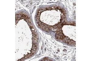 Immunohistochemical staining of human testis with FLVCR2 polyclonal antibody  shows strong cytoplasmic and membranous positivity in cells of seminiferus ducts. (FLVCR2 Antikörper)