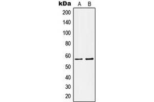Western blot analysis of Kv1. (KCNA1 Antikörper  (Center))