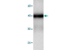 Western blot analysis in TDP2 recombinant protein with TDP2 monoclonal antibody, clone 69s87  at 1 : 1000 dilution. (TDP2 Antikörper)