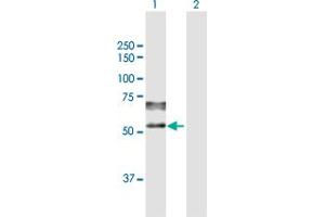 Western Blot analysis of PSAP expression in transfected 293T cell line by PSAP MaxPab polyclonal antibody. (Prosaposin Antikörper  (AA 1-524))