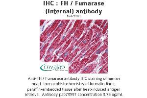 Image no. 1 for anti-Fumarate Hydratase (FH) (Internal Region) antibody (ABIN1734346) (FH Antikörper  (Internal Region))