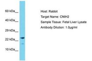 Image no. 1 for anti-Cornichon Homolog 2 (CNIH2) (C-Term) antibody (ABIN6750555) (CNIH2 Antikörper  (C-Term))