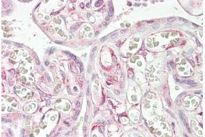 Anti-RARRES3 antibody IHC staining of human placenta. (RARRES3 Antikörper  (AA 124-136))