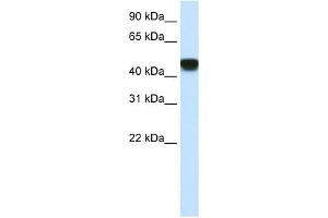 WB Suggested Anti-SNAPC1 Antibody Titration:  2. (SNAPC1 Antikörper  (C-Term))