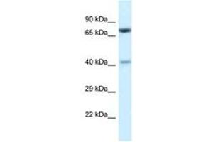 Image no. 1 for anti-Protein Arginine Methyltransferase 7 (PRMT7) (AA 380-429) antibody (ABIN6747434) (PRMT7 Antikörper  (AA 380-429))