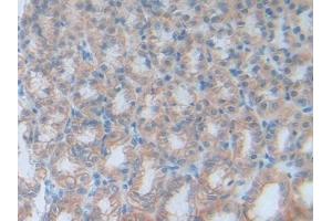 Detection of CEACAM1 in Rat Stomach Tissue using Polyclonal Antibody to Carcinoembryonic Antigen Related Cell Adhesion Molecule 1 (CEACAM1) (CEACAM1 Antikörper  (AA 36-145))