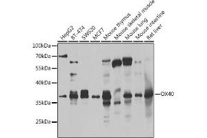 Western blot analysis of extracts of various cell lines, using CD134/OX40 antibody (ABIN6128881, ABIN6149325, ABIN6149326 and ABIN6223399) at 1:1000 dilution. (TNFRSF4 Antikörper  (AA 29-214))