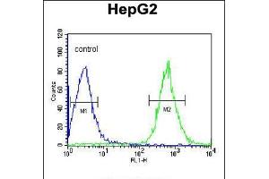 Flow cytometric analysis of HepG2 cells (right histogram) compared to a negative control cell (left histogram). (CDK14 Antikörper  (N-Term))