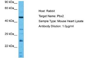 Host:  Mouse  Target Name:  PBX2  Sample Tissue:  Mouse Heart  Antibody Dilution:  1ug/ml (PBX2 Antikörper  (N-Term))