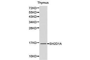Western Blotting (WB) image for anti-SH2 Domain Containing 1A (SH2D1A) antibody (ABIN1874768)