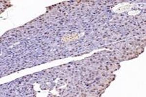 Immunohistochemistry analysis of paraffin-embedded mouse pancreas using,NUDT22 (ABIN7074928) at dilution of 1: 7200 (NUDT22 Antikörper)