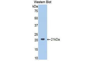 Western Blotting (WB) image for anti-Procollagen C-Endopeptidase Enhancer 2 (PCOLCE2) (AA 297-415) antibody (ABIN1860146) (PCOLCE2 Antikörper  (AA 297-415))