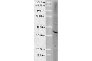 Western Blot analysis of Human Cell lysates showing detection of Aha1 protein using Rat Anti-Aha1 Monoclonal Antibody, Clone 25F2. (AHSA1 Antikörper  (Atto 594))