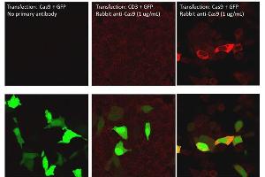 Immunofluorescence of Rabbit Anti-Cas9 Antibody. (CRISPR-Cas9 (C-Term) Antikörper (Biotin))