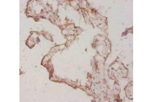 Immunohistochemistry of paraffin-embedded human placenta tissue using ABIN7177189 at dilution of 1:20 (FGF1 Antikörper  (AA 16-155))