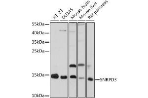 Western blot analysis of extracts of various cell lines, using SNRPD3 antibody (ABIN7270364) at 1:1000 dilution. (SNRPD3 Antikörper  (AA 8-121))
