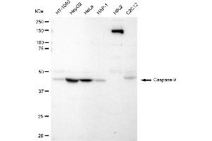 Western blotting analysis using Caspase-9 antibody (ABIN7797913).