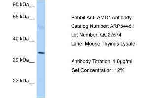 Western Blotting (WB) image for anti-Adenosylmethionine Decarboxylase 1 (AMD1) (C-Term) antibody (ABIN2785733) (AMD1 Antikörper  (C-Term))