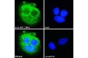 ABIN185597 Immunofluorescence analysis of paraformaldehyde fixed Caco-2 cells, permeabilized with 0. (Iba1 Antikörper  (Internal Region))