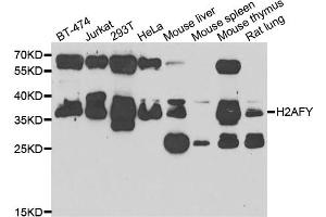 Western blot analysis of extracts of various cell lines, using H2AFY antibody (ABIN5974238) at 1/1000 dilution. (H2AFY Antikörper)