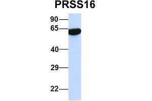 Host:  Rabbit  Target Name:  PRSS16  Sample Type:  Human 293T  Antibody Dilution:  1. (PRSS16 Antikörper  (Middle Region))