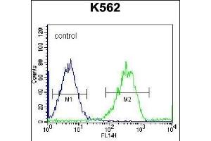 F105A Antibody (Center) (ABIN656556 and ABIN2845818) flow cytometric analysis of K562 cells (right histogram) compared to a negative control cell (left histogram). (FAM105A Antikörper  (AA 196-224))