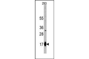 Image no. 1 for anti-Interferon-Induced Transmembrane Protein 3 (IFITM3) (N-Term) antibody (ABIN356684) (IFITM3 Antikörper  (N-Term))