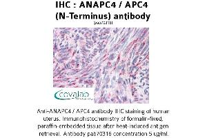 Image no. 1 for anti-Anaphase Promoting Complex Subunit 4 (ANAPC4) (N-Term) antibody (ABIN1731762) (ANAPC4 Antikörper  (N-Term))
