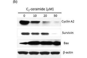 Western Blotting (WB) image for anti-Cyclin A2 (CCNA2) antibody (ABIN2855543)