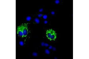 Immunofluorescence (IF) image for anti-Cytochrome C Oxidase Subunit VIa Polypeptide 1 (COX6A1) antibody (ABIN1497583) (COX6A1 Antikörper)