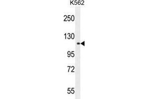 TDRD1 Antibody (C-term) western blot analysis in K562 cell line lysates (35 µg/lane). (TDRD1 Antikörper  (C-Term))