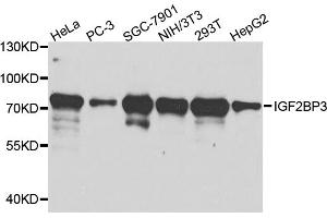 Western blot analysis of extracts of various cell lines, using IGF2BP3 antibody (ABIN5971465) at 1/1000 dilution.