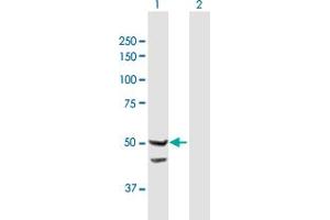 Western Blot analysis of TIMM44 expression in transfected 293T cell line by TIMM44 MaxPab polyclonal antibody. (TIMM44 Antikörper  (AA 1-452))