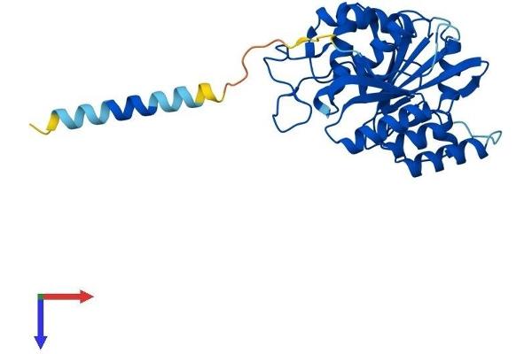 B3GALT5 Protein (AA 1-310) (His tag)