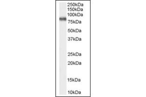 Image no. 1 for anti-Potassium Voltage-Gated Channel, Shaw-Related Subfamily, Member 3 (KCNC3) (C-Term) antibody (ABIN374825) (KCNC3 Antikörper  (C-Term))