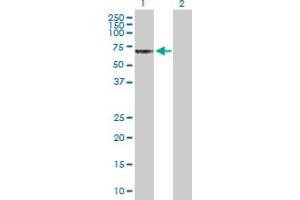 Western Blot analysis of CHRND expression in transfected 293T cell line by CHRND MaxPab polyclonal antibody. (CHRND Antikörper  (AA 1-517))