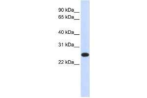 Western Blotting (WB) image for anti-Interleukin 33 (IL33) antibody (ABIN2459467) (IL-33 Antikörper)