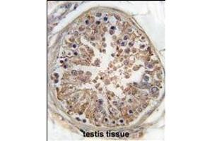 Formalin-fixed and paraffin-embedded human testis tissue reacted with PRKAG1 Antibody (Center) (ABIN391058 and ABIN2841214) , which was peroxidase-conjugated to the secondary antibody, followed by DAB staining. (PRKAA2 Antikörper  (AA 265-295))