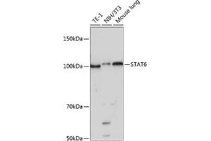Western blot analysis of extracts of various cell lines, using ST antibody (ABIN7270312) at 1:1000 dilution.