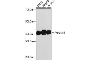 Western blot analysis of extracts of various cell lines, using Aurora B antibody (ABIN7265782) at 1:1000 dilution. (Aurora Kinase B Antikörper)