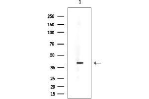 anti-Polymerase (RNA) III (DNA Directed) Polypeptide F, 39 KDa (POLR3F) (Internal Region) antibody