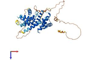 Cyclin I Protein (CCNI) (AA 1-377) (His tag)