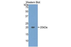 Western Blotting (WB) image for anti-Interferon, beta 1, Fibroblast (IFNB1) (AA 23-169) antibody (ABIN3209024) (IFNB1 Antikörper  (AA 23-169))